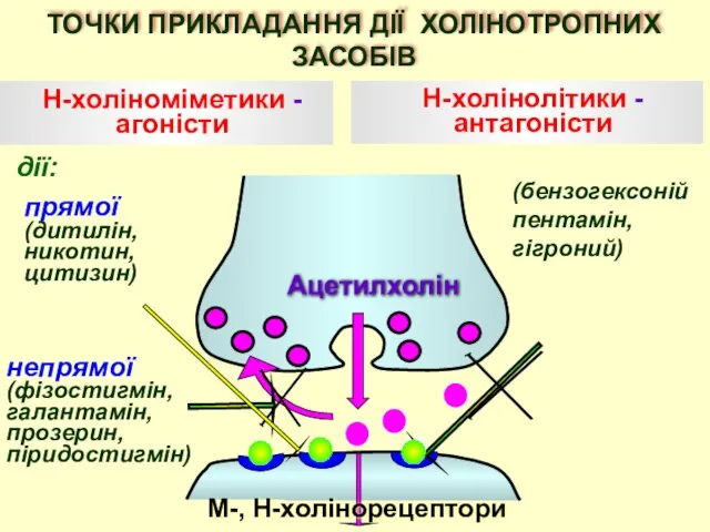 Ацетилхолін Н-холіноміметики - агоністи Н-холінолітики - антагоністи дії: непрямої (фізостигмін, галантамін, прозерин,