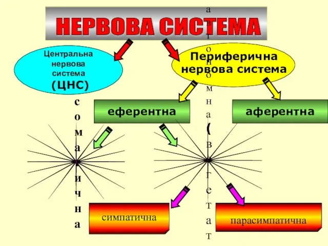 Центральна нервова система (ЦНС) еферентна Периферична нервова система НЕРВОВА СИСТЕМА соматична автономна (вегетативна) парасимпатична симпатична аферентна