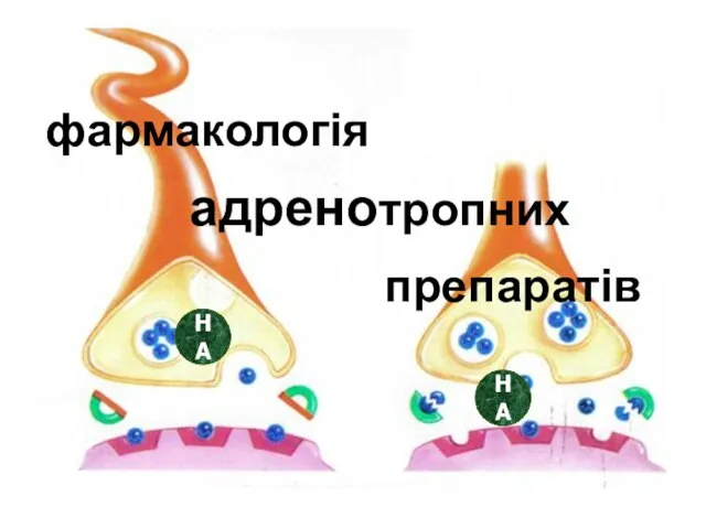 фармакологія адренотропних препаратів НА НА