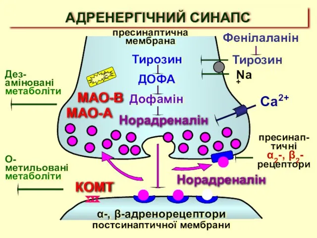 АДРЕНЕРГІЧНИЙ СИНАПС Норадреналін Тирозин КОМТ О-метильованіметаболіти Na+ Ca2+ α-, β-адренорецептори постсинаптичної мембрани