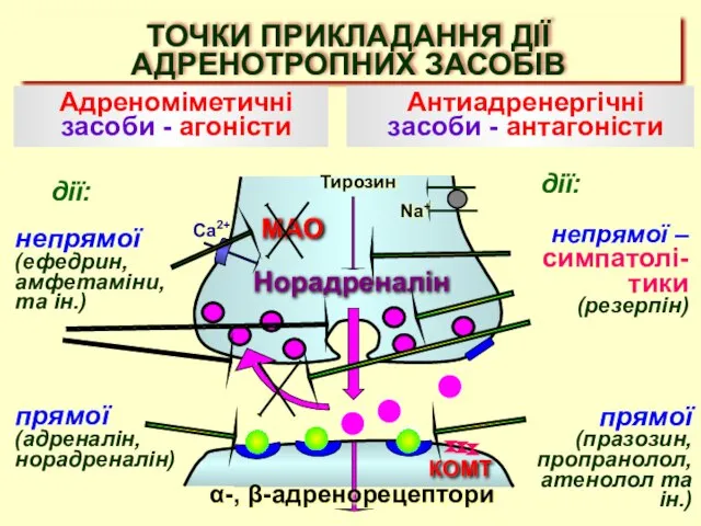 ТОЧКИ ПРИКЛАДАННЯ ДІЇ АДРЕНОТРОПНИХ ЗАСОБІВ Норадреналін КОМТ Na+ Ca2+ Тирозин Адреноміметичні засоби