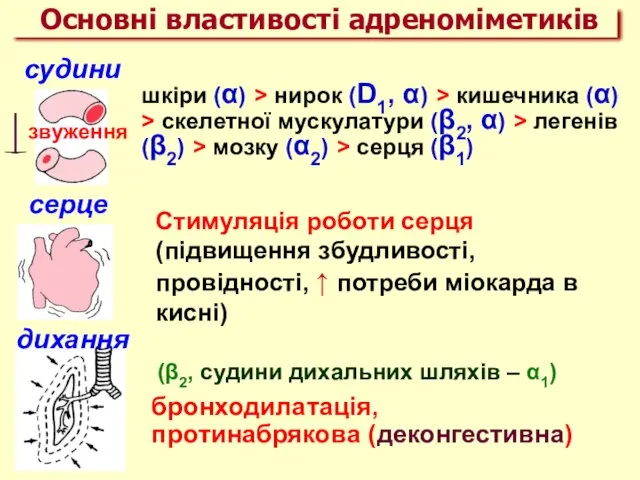 судини звуження шкіри (α) > нирок (D1, α) > кишечника (α) >