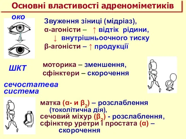 Звуження зіниці (мідріаз), α-агоністи – ↑ відтік рідини, ↓ внутрішньоочного тиску β-агоністи