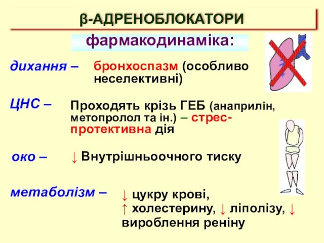 β-АДРЕНОБЛОКАТОРИ дихання – око – ↓ Внутрішньоочного тиску ЦНС – Проходять крізь