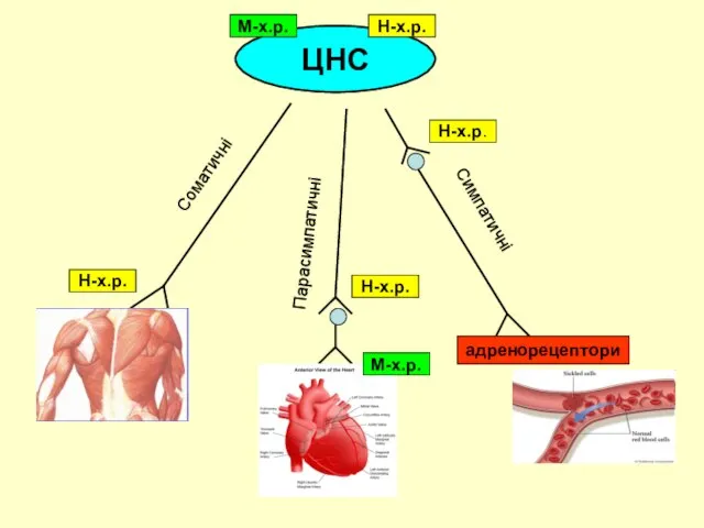 ЦНС Соматичні Парасимпатичні Симпатичні Н-х.р. Н-х.р. Н-х.р. адренорецептори М-х.р. Н-х.р. М-х.р.