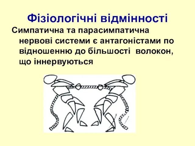 Фізіологічні відмінності Симпатична та парасимпатична нервові системи є антагоністами по відношенню до більшості волокон, що іннервуються