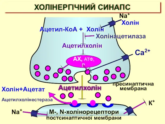 ХОЛІНЕРГІЧНИЙ СИНАПС Ca2+ М-, N-холінорецептори постсинаптичної мембрани Ацетилхолін пресинаптична мембрана Ацетилхолін Холін