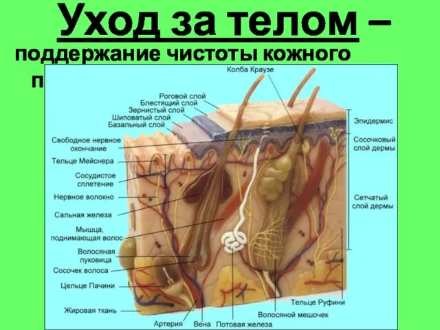 Уход за телом – поддержание чистоты кожного покрова