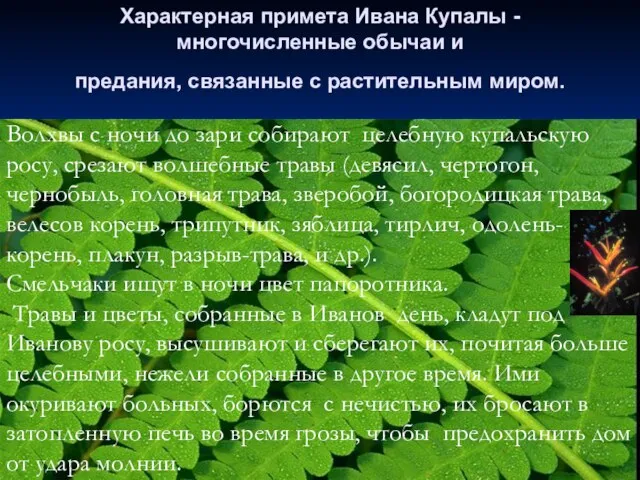 Характерная примета Ивана Купалы - многочисленные обычаи и предания, связанные с растительным