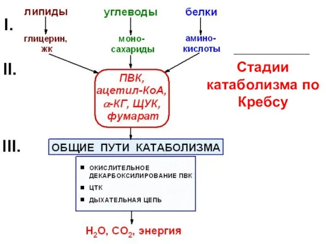 Стадии катаболизма по Кребсу