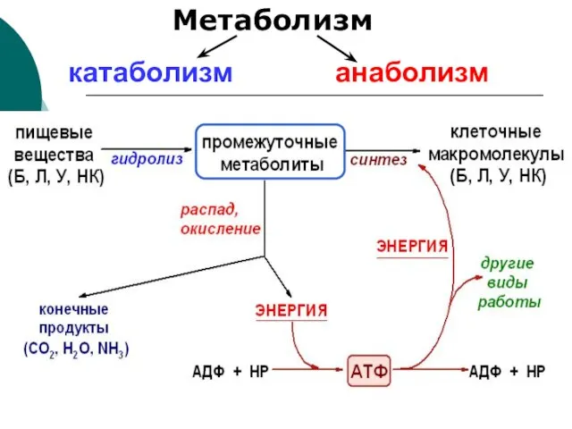 катаболизм анаболизм Метаболизм