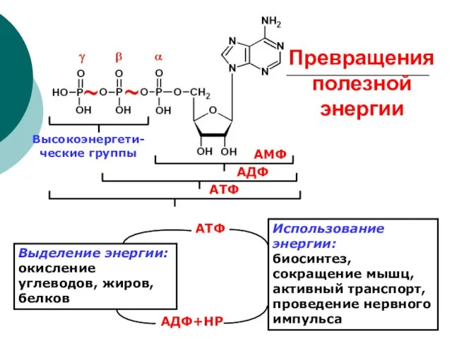 Превращения полезной энергии АМФ АДФ АТФ Выделение энергии: окисление углеводов, жиров, белков