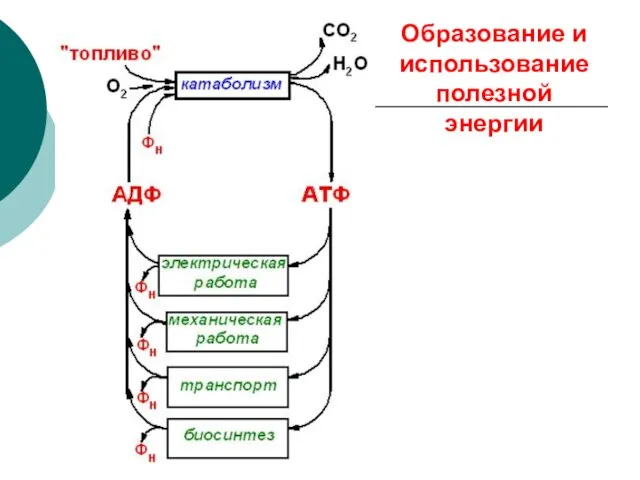 Образование и использование полезной энергии