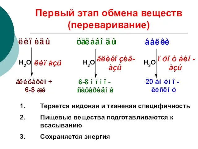 Первый этап обмена веществ (переваривание) Теряется видовая и тканевая специфичность Пищевые вещества