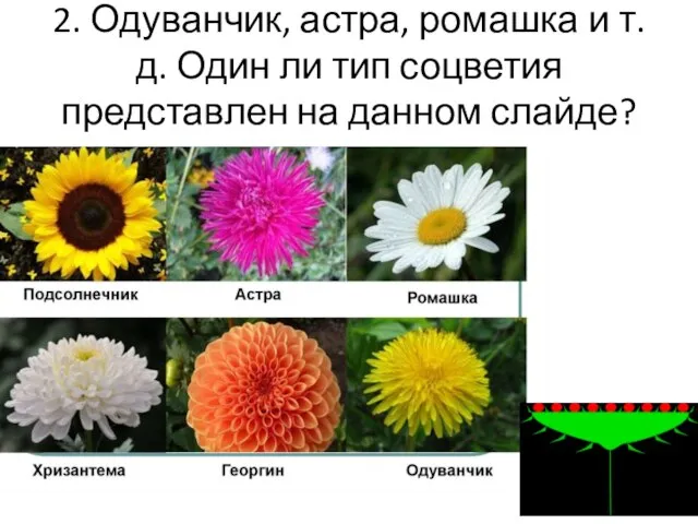 2. Одуванчик, астра, ромашка и т.д. Один ли тип соцветия представлен на данном слайде?