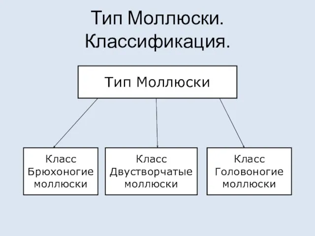 Тип Моллюски. Классификация. Тип Моллюски Класс Брюхоногие моллюски Класс Двустворчатые моллюски Класс Головоногие моллюски