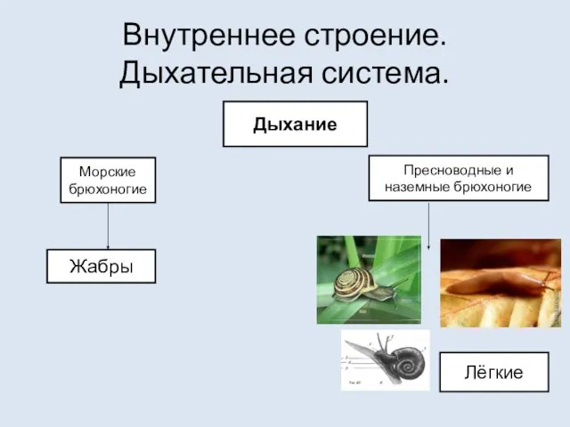 Внутреннее строение. Дыхательная система. Дыхание Морские брюхоногие Пресноводные и наземные брюхоногие Лёгкие Жабры