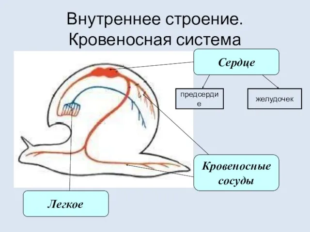 Внутреннее строение. Кровеносная система Сердце Кровеносные сосуды Легкое предсердие желудочек