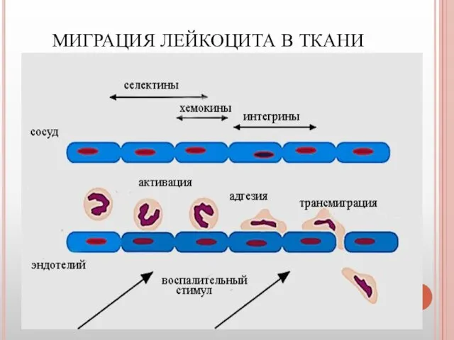 МИГРАЦИЯ ЛЕЙКОЦИТА В ТКАНИ