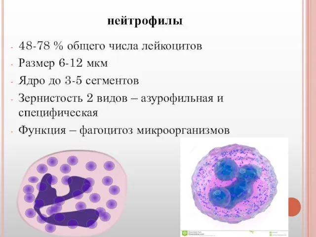 нейтрофилы 48-78 % общего числа лейкоцитов Размер 6-12 мкм Ядро до 3-5