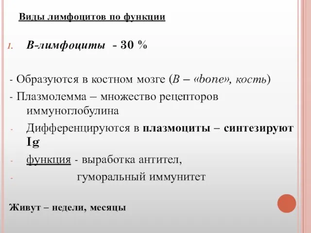 Виды лимфоцитов по функции В-лимфоциты - 30 % - Образуются в костном