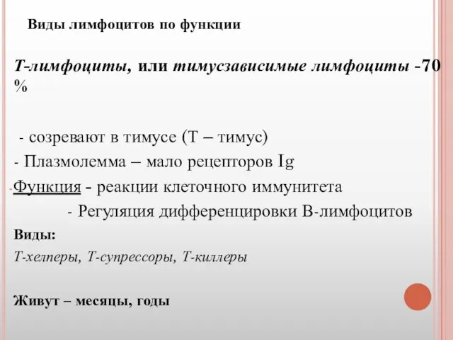 Виды лимфоцитов по функции Т-лимфоциты, или тимусзависимые лимфоциты -70 % - созревают