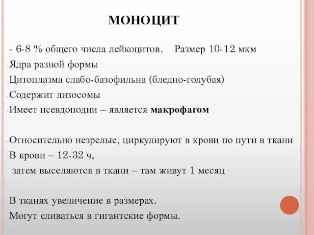 МОНОЦИТ - 6-8 % общего числа лейкоцитов. Размер 10-12 мкм Ядра разной