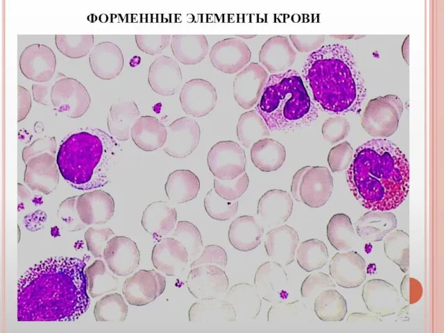 ФОРМЕННЫЕ ЭЛЕМЕНТЫ КРОВИ