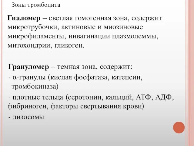 Зоны тромбоцита Гиаломер – светлая гомогенная зона, содержит микротрубочки, актиновые и миозиновые