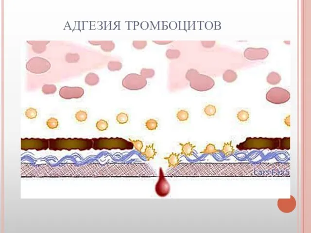 АДГЕЗИЯ ТРОМБОЦИТОВ