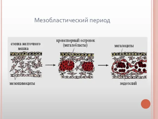 Мезобластический период