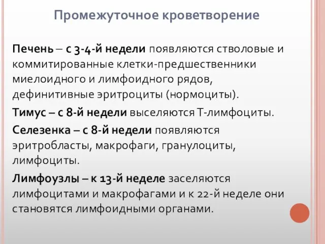 Промежуточное кроветворение Печень – с 3-4-й недели появляются стволовые и коммитированные клетки-предшественники