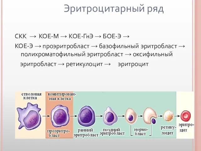 Эритроцитарный ряд СКК → КОЕ-М → КОЕ-ГнЭ → БОЕ-Э → КОЕ-Э →