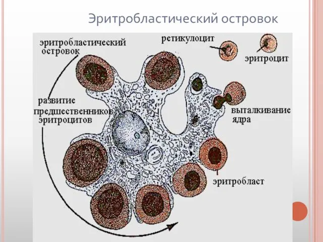 Эритробластический островок