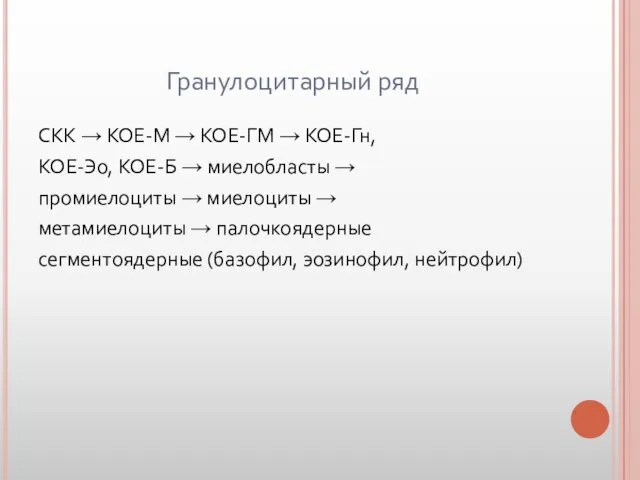 Гранулоцитарный ряд СКК → КОЕ-М → КОЕ-ГМ → КОЕ-Гн, КОЕ-Эо, КОЕ-Б →