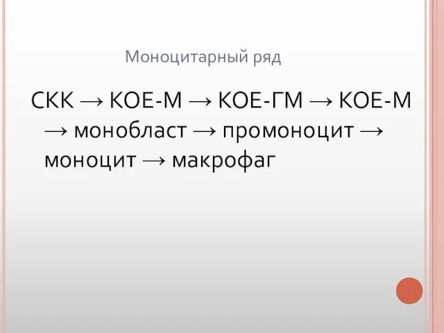 Моноцитарный ряд СКК → КОЕ-М → КОЕ-ГМ → КОЕ-М → монобласт →