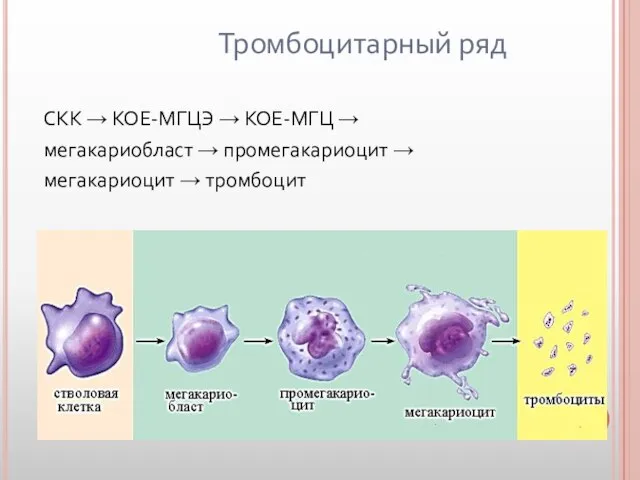 Тромбоцитарный ряд СКК → КОЕ-МГЦЭ → КОЕ-МГЦ → мегакариобласт → промегакариоцит → мегакариоцит → тромбоцит