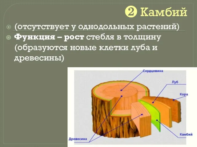 ❷ Камбий (отсутствует у однодольных растений) Функция – рост стебля в толщину