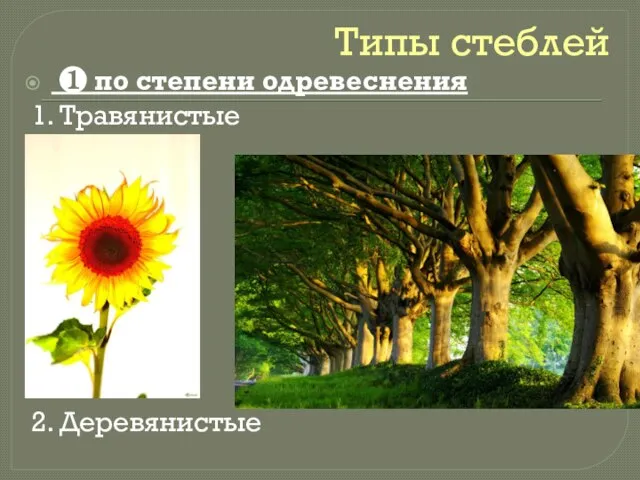 Типы стеблей ❶ по степени одревеснения 1. Травянистые 2. Деревянистые