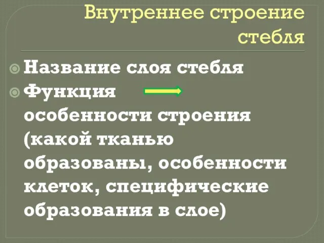 Внутреннее строение стебля Название слоя стебля Функция особенности строения (какой тканью образованы,