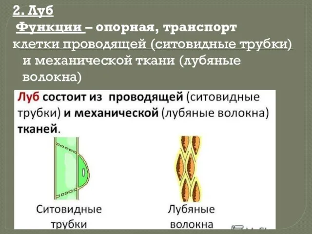 2. Луб Функции – опорная, транспорт клетки проводящей (ситовидные трубки) и механической ткани (лубяные волокна)