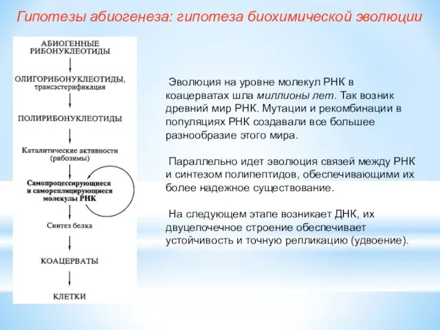 Эволюция на уровне молекул РНК в коацерватах шла миллионы лет. Так возник