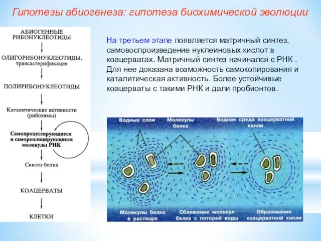 На третьем этапе появляется матричный синтез, самовоспроизведение нуклеиновых кислот в коацерватах. Матричный