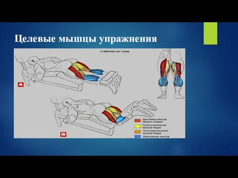 Целевые мышцы упражнения