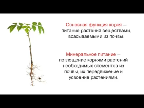 Основная функция корня — питание растения веществами, всасываемыми из почвы. Минеральное питание