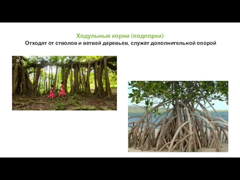 Ходульные корни (подпорки) Отходят от стволов и ветвей деревьев, служат дополнительной опорой