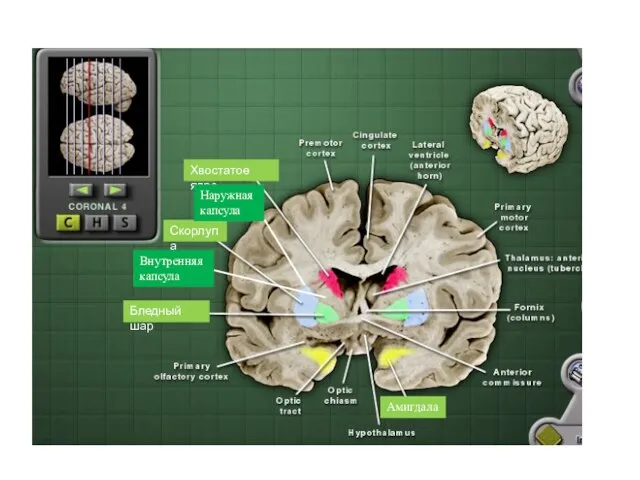 Хвостатое ядро Скорлупа Бледный шар Амигдала Внутренняя капсула Наружная капсула