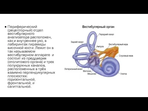 Периферический (рецепторный) отдел вестибулярного анализатора расположен, как и внутреннее ухо, в лабиринтах