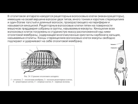 В отолитовом аппарате находятся рецепторные волосковые клетки (механорецепторы), имеющие на своей вершине