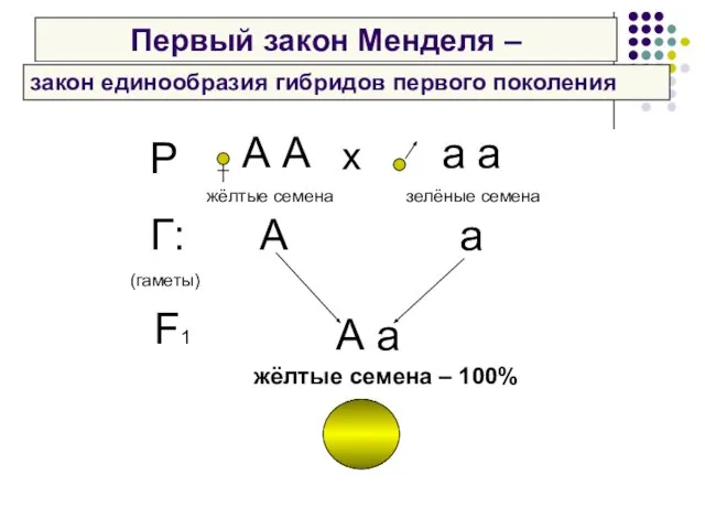 Первый закон Менделя – Р А А а а х жёлтые семена